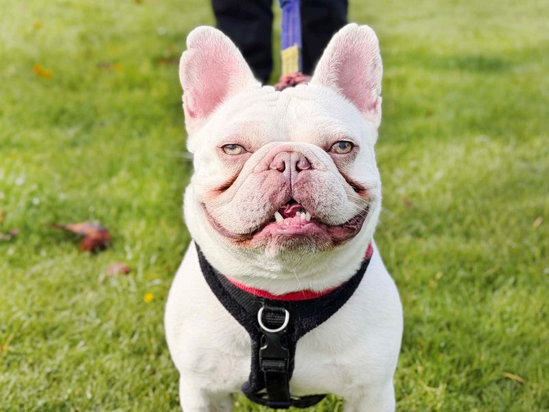 Jasper | French Bulldog | Leeds - 1