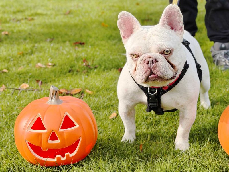 Jasper | French Bulldog | Leeds - 4