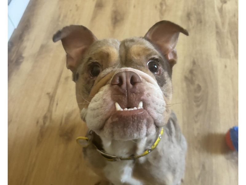Hank (Tank) | Bulldog Cross | Cumbria - 1