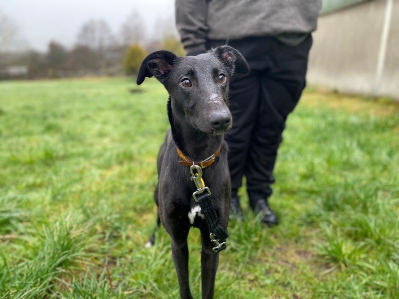 Willow, a 2 years old female Whippet available for adoption from Dogs Trust in Penrith, Cumbria