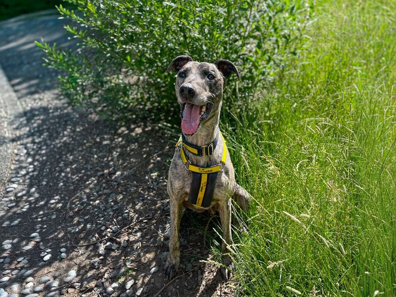 Phillip | Lurcher Cross | Basildon (Essex) - 8