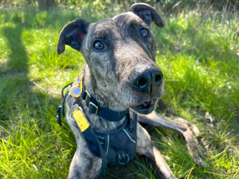 Phillip | Lurcher Cross | Basildon (Essex) - 7