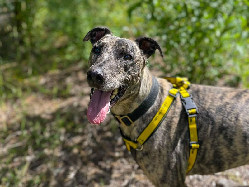Phillip | Lurcher Cross | Basildon (Essex) - 6