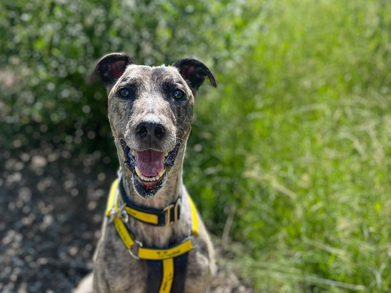 Phillip | Lurcher Cross | Basildon (Essex) - 4