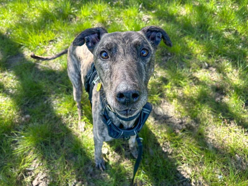 Phillip | Lurcher Cross | Basildon (Essex) - 5