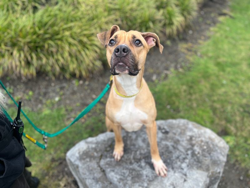 Boxer Dogs And Puppies For Adoption