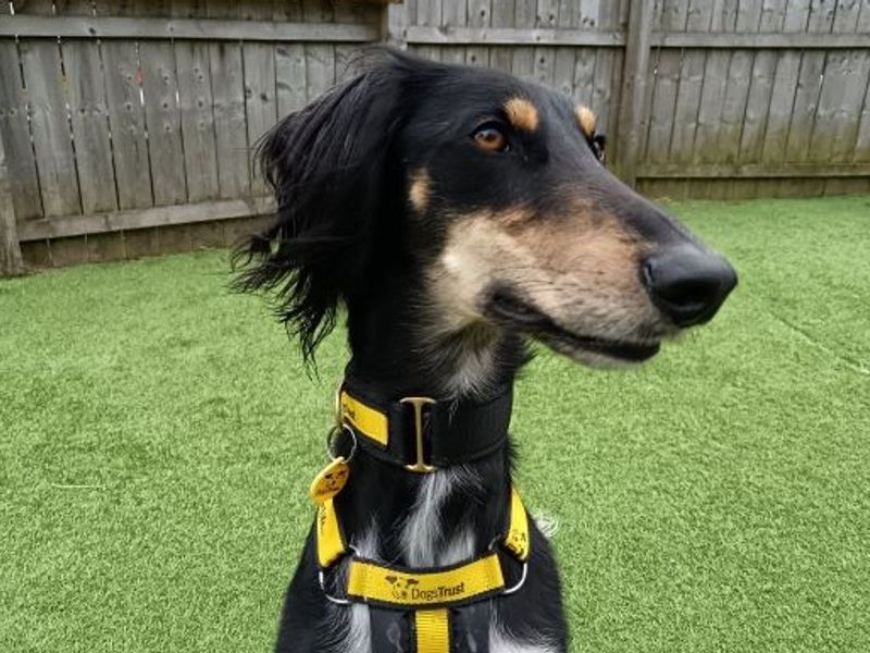 Louie Longlegs, a 4 years old male Saluki available for adoption from Dogs Trust in Scotland