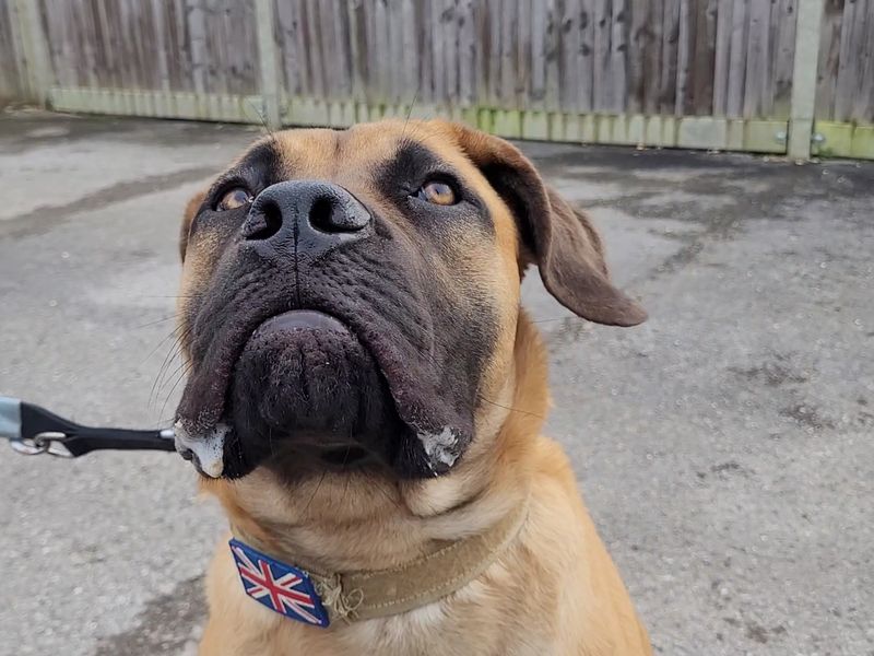 Ember | Boerboel | Salisbury (Wiltshire) - 1
