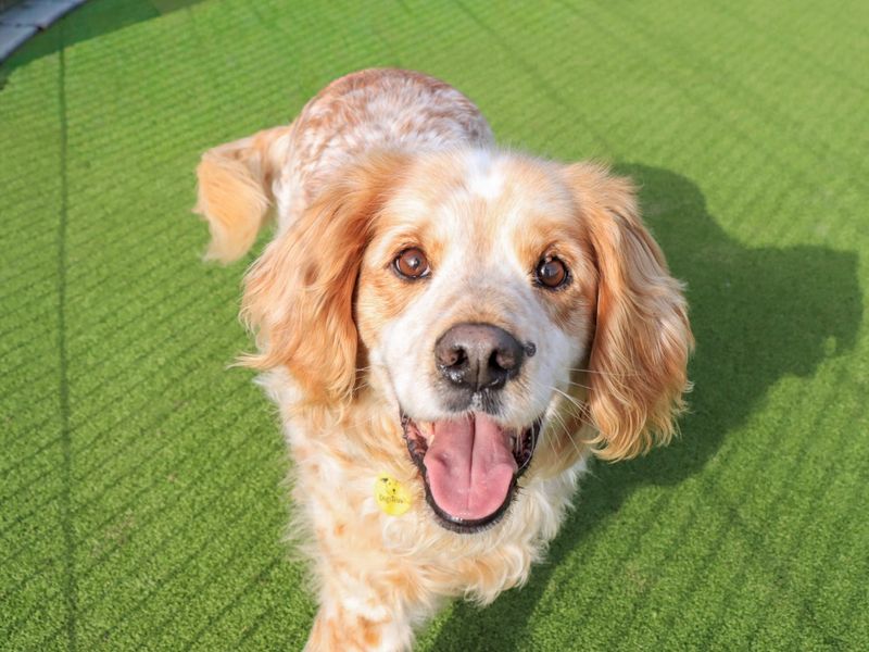Max, a 8 years old male Cocker Spaniel available for adoption from Dogs Trust in West Midlands