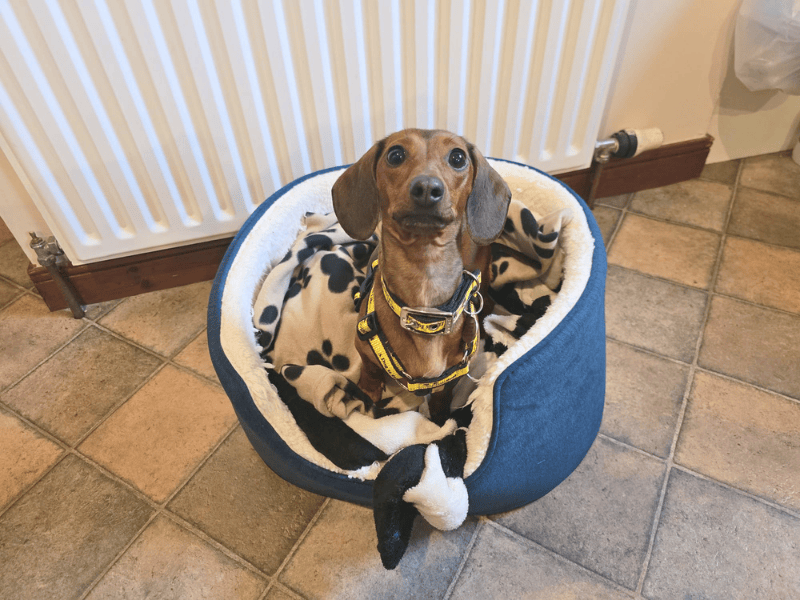 Peggy - Image 6 of 6