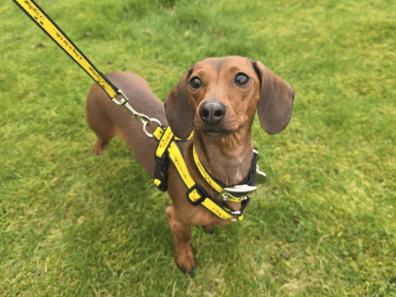 Peggy - Image 2 of 6