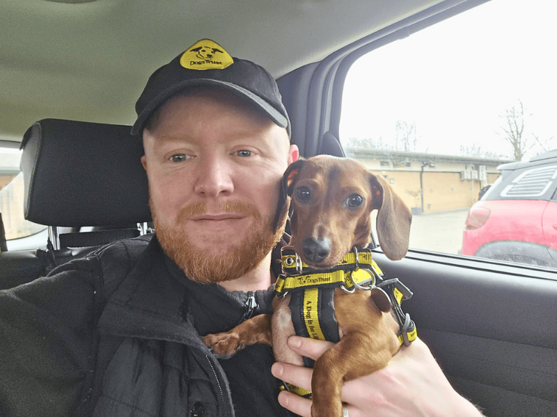 Dachshund Dogs And Puppies For Adoption