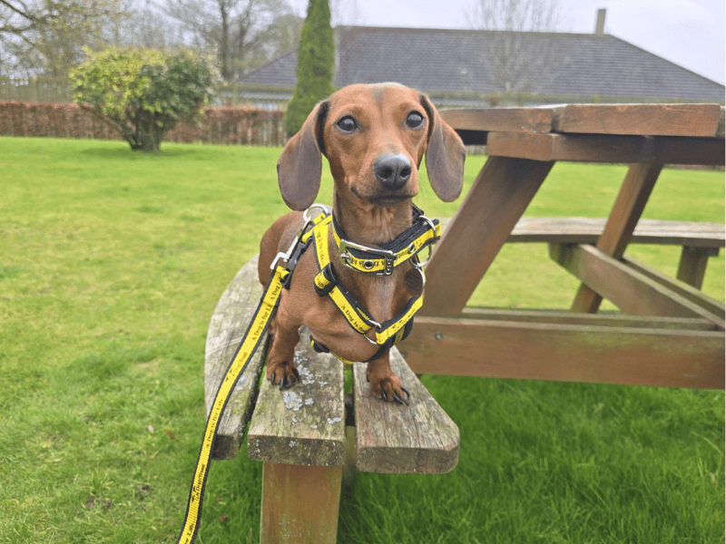 Peggy - Image 4 of 6