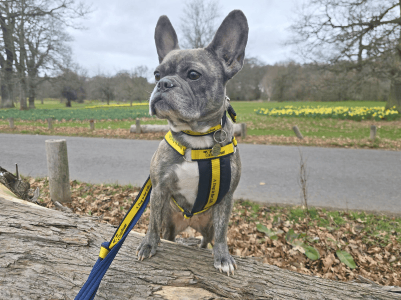 Storm - Image 2 of 7