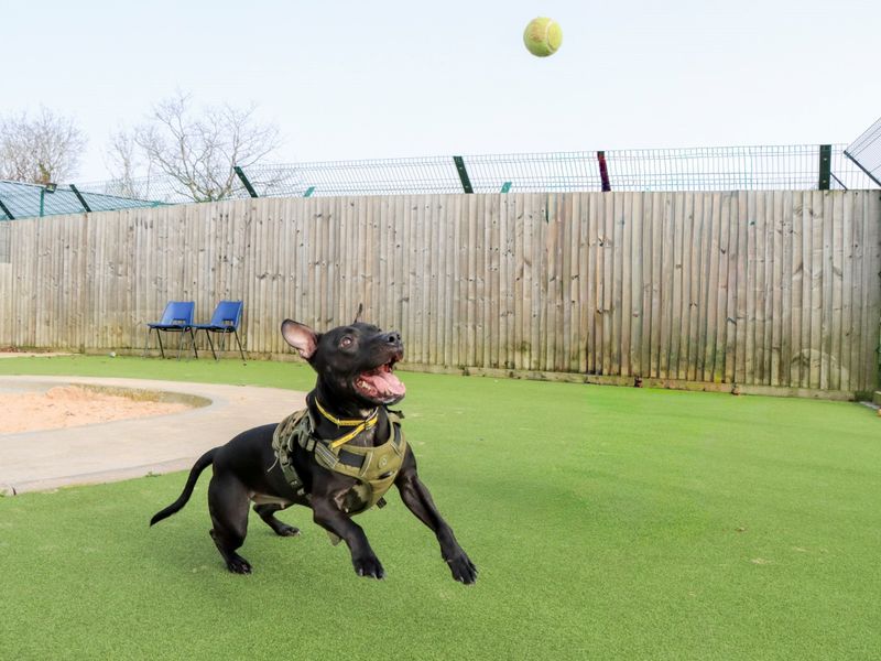 Kissy - Image 9 of 10