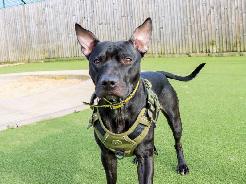 Kissy - Image 8 of 10