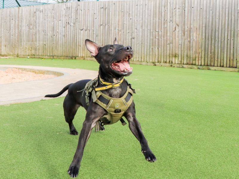 Kissy - Image 5 of 10