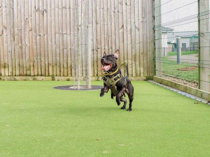 Kissy - Image 6 of 10