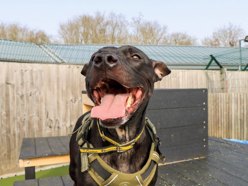 Kissy - Image 10 of 10