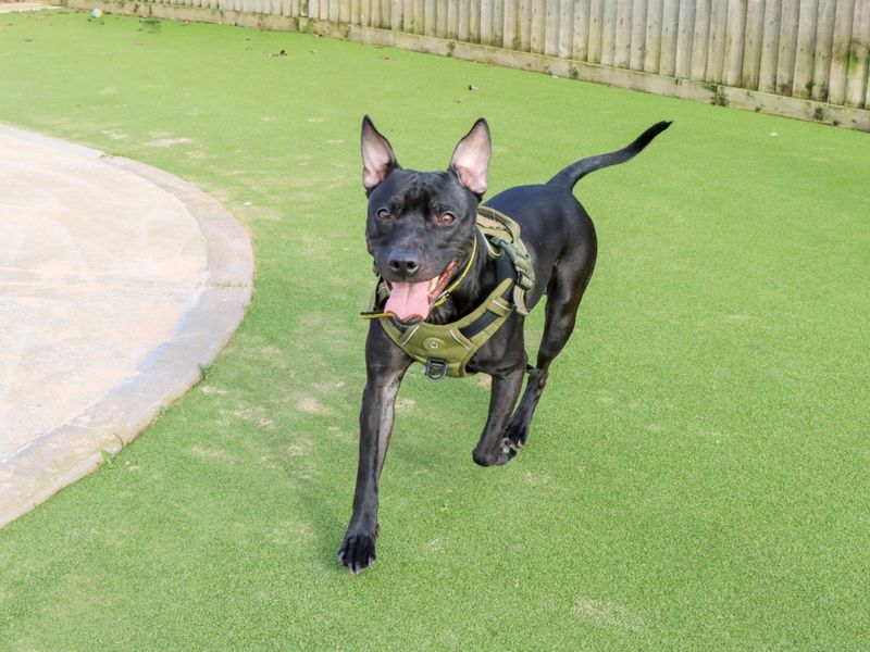 Kissy - Image 4 of 10