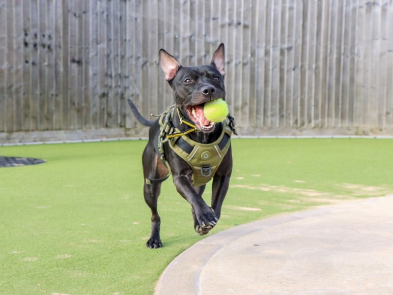 Kissy - Image 7 of 10