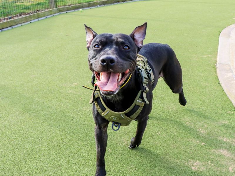 Kissy - Image 3 of 10