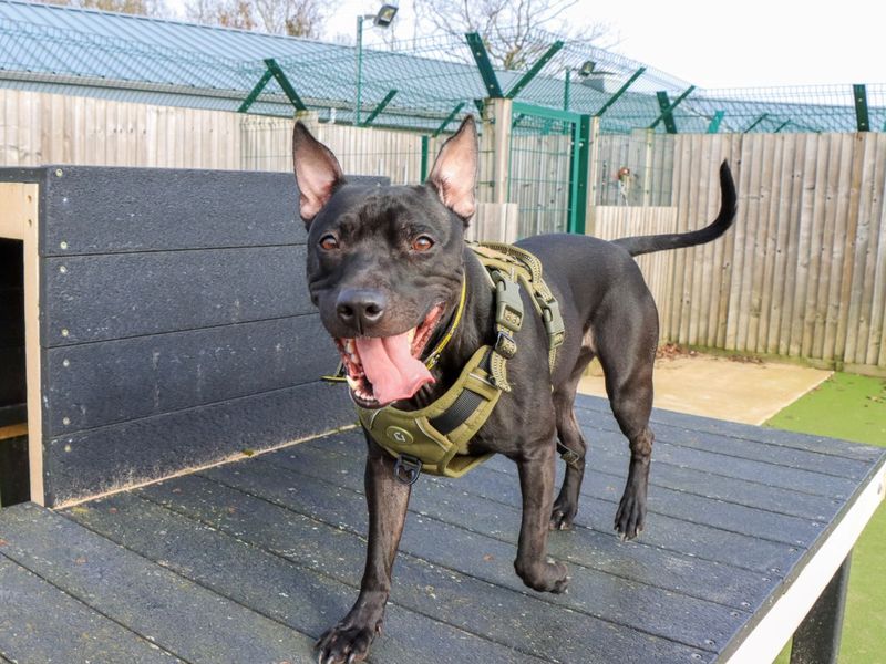 Kissy, a 4 years old female Staffordshire Bull Terrier available for adoption from Dogs Trust in Evesham, West Midlands