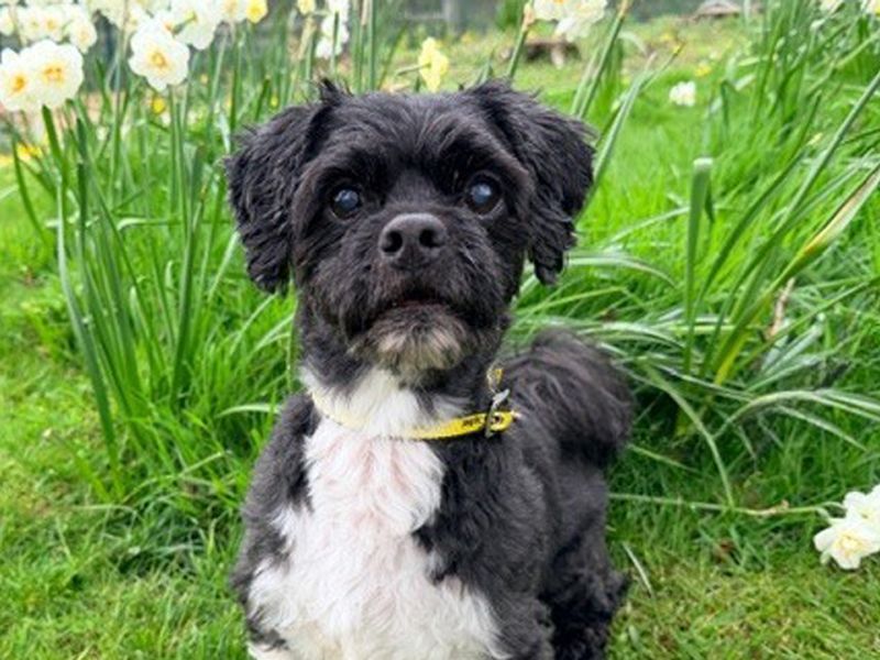 Shih Tzu Dogs And Puppies For Adoption