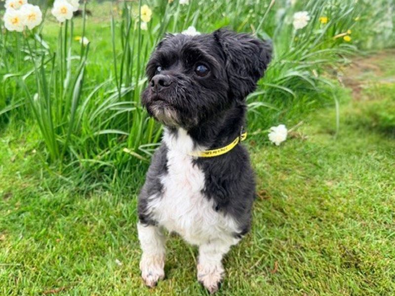 Benji - Image 4 of 4
