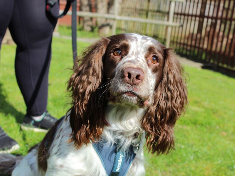 Springer Spaniel Dogs And Puppies For Adoption