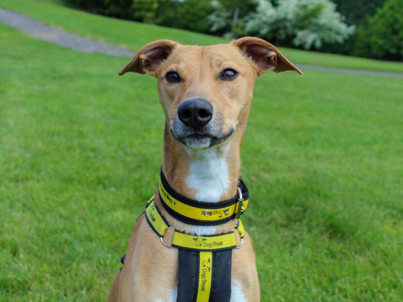 Bailey | Lurcher | Darlington - 1
