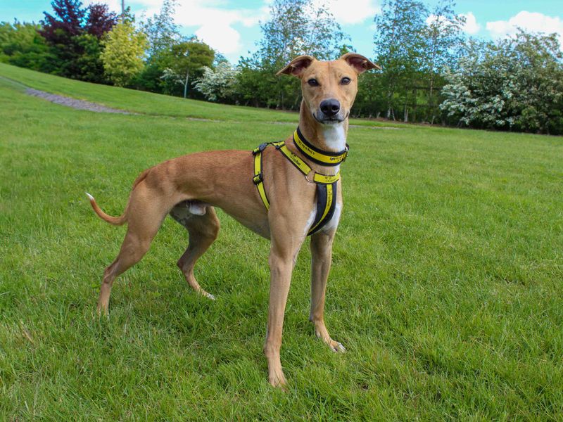 undefined | Lurcher | undefined - 2