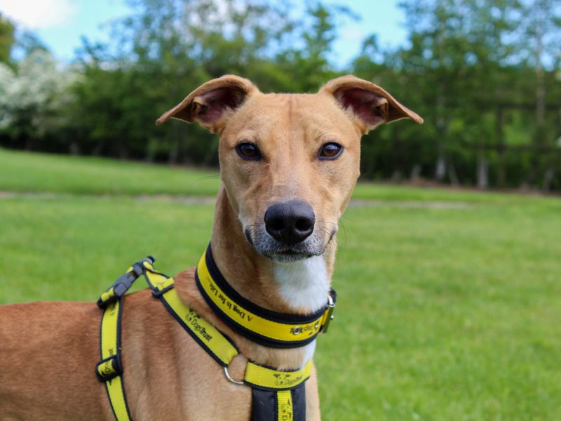 undefined | Lurcher | undefined - 3