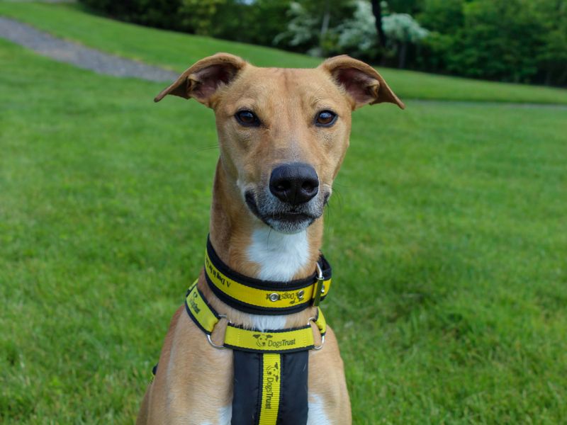 undefined | Lurcher | undefined - 4