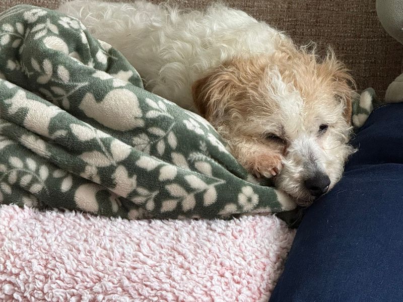 undefined | Bichon Frise Cross | undefined - 3