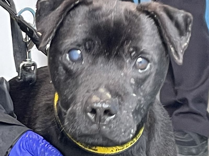 Barney, a 6 years old male Patterdale Terrier available for adoption from Dogs Trust in Penrith, Cumbria
