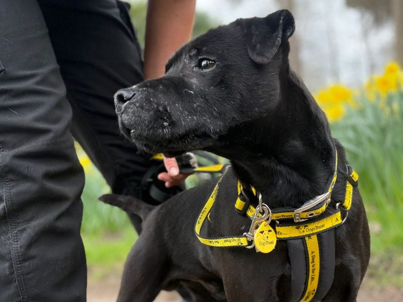 Barney, a 6 years old male Patterdale Terrier available for adoption from Dogs Trust in Cumbria
