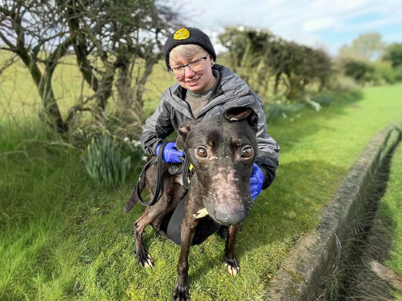 Pickle | Lurcher | Basildon (Essex) - 1