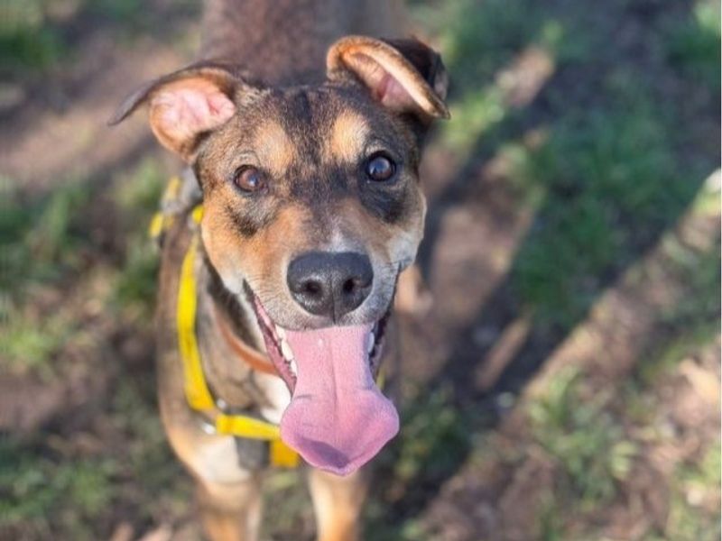 Bernie | Lurcher | Shrewsbury (Shropshire) - 1
