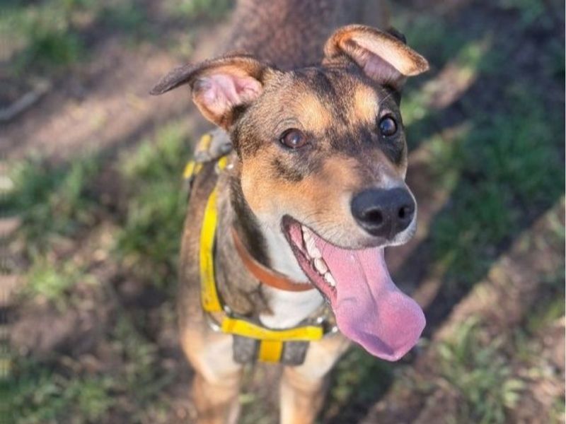 undefined | Lurcher | undefined - 2