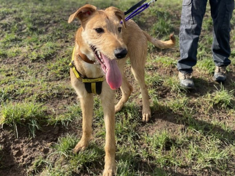 undefined | Lurcher | undefined - 4