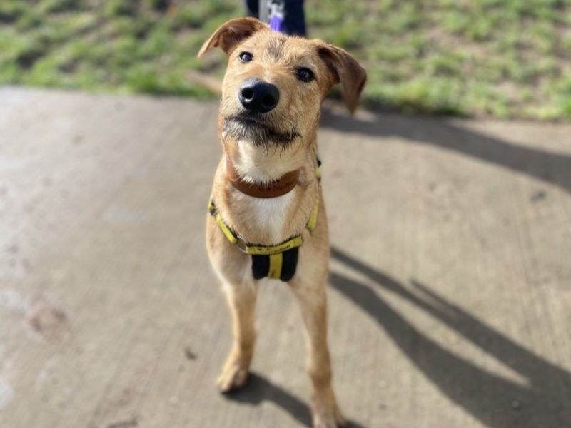 undefined | Lurcher | undefined - 3