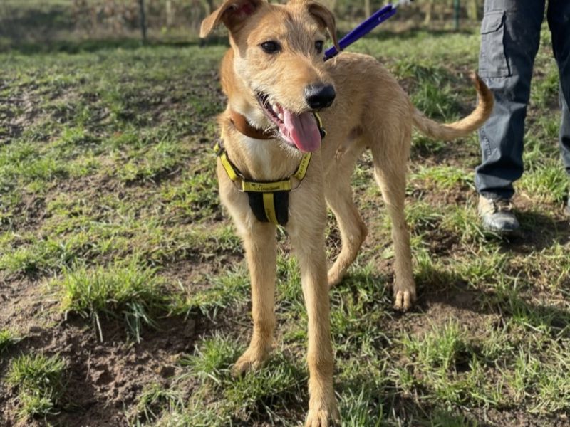 undefined | Lurcher | undefined - 2
