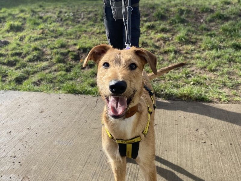 undefined | Lurcher | undefined - 1