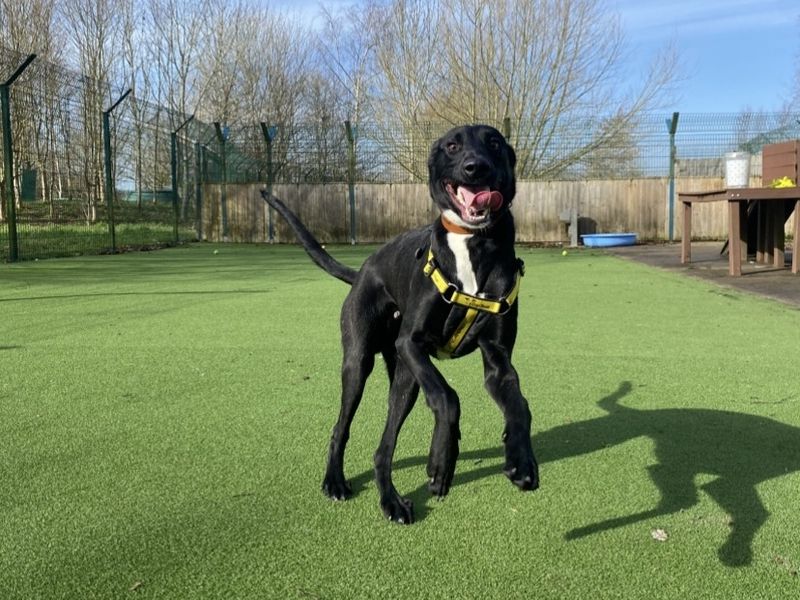 Legolas, a 7 months old male Lurcher available for adoption from Dogs Trust in Shrewsbury, Shropshire