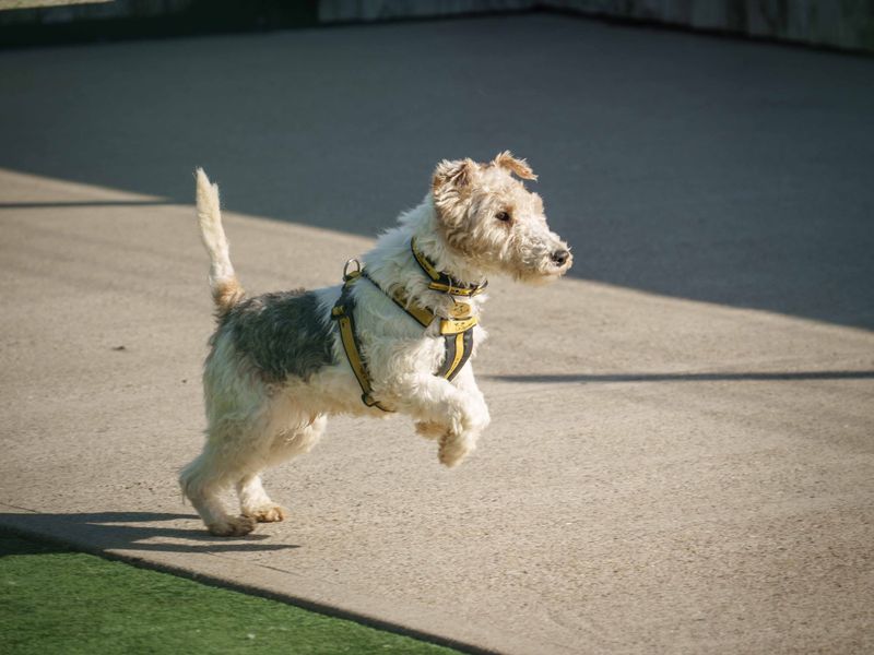 undefined | Terrier (Fox Wire) | undefined - 2