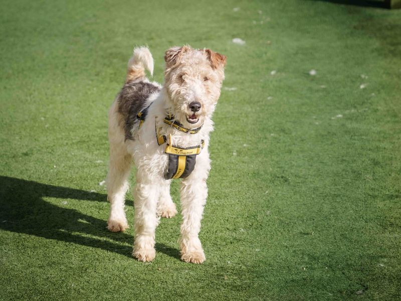 undefined | Terrier (Fox Wire) | undefined - 3