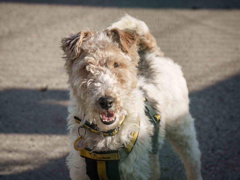 undefined | Terrier (Fox Wire) | undefined - 4
