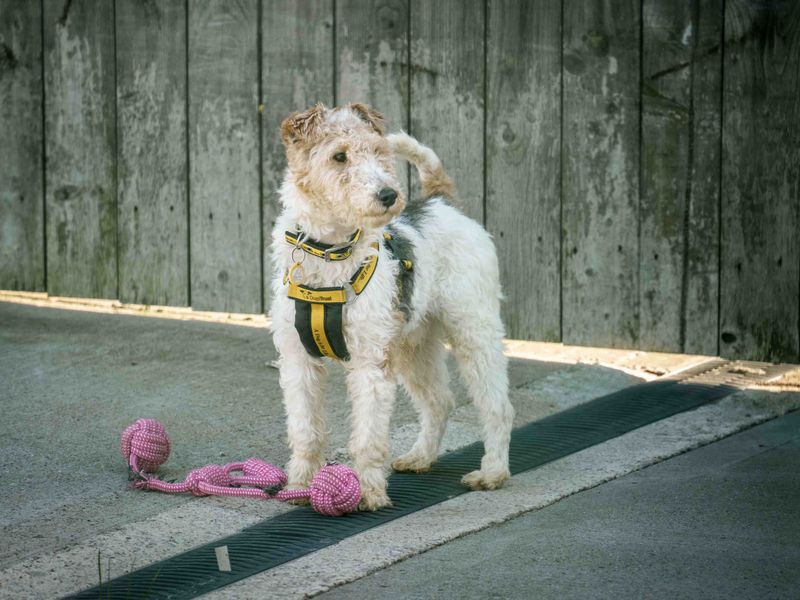 undefined | Terrier (Fox Wire) | undefined - 1