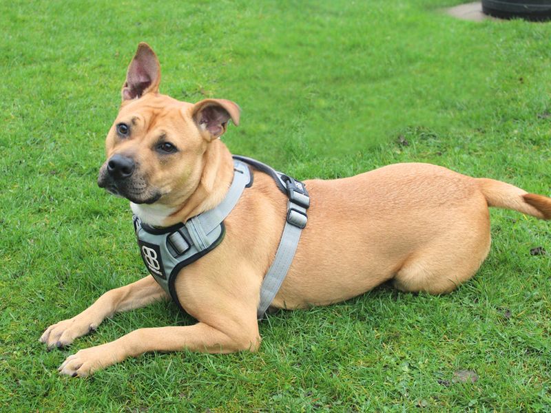 Nellie - Image 3 of 4